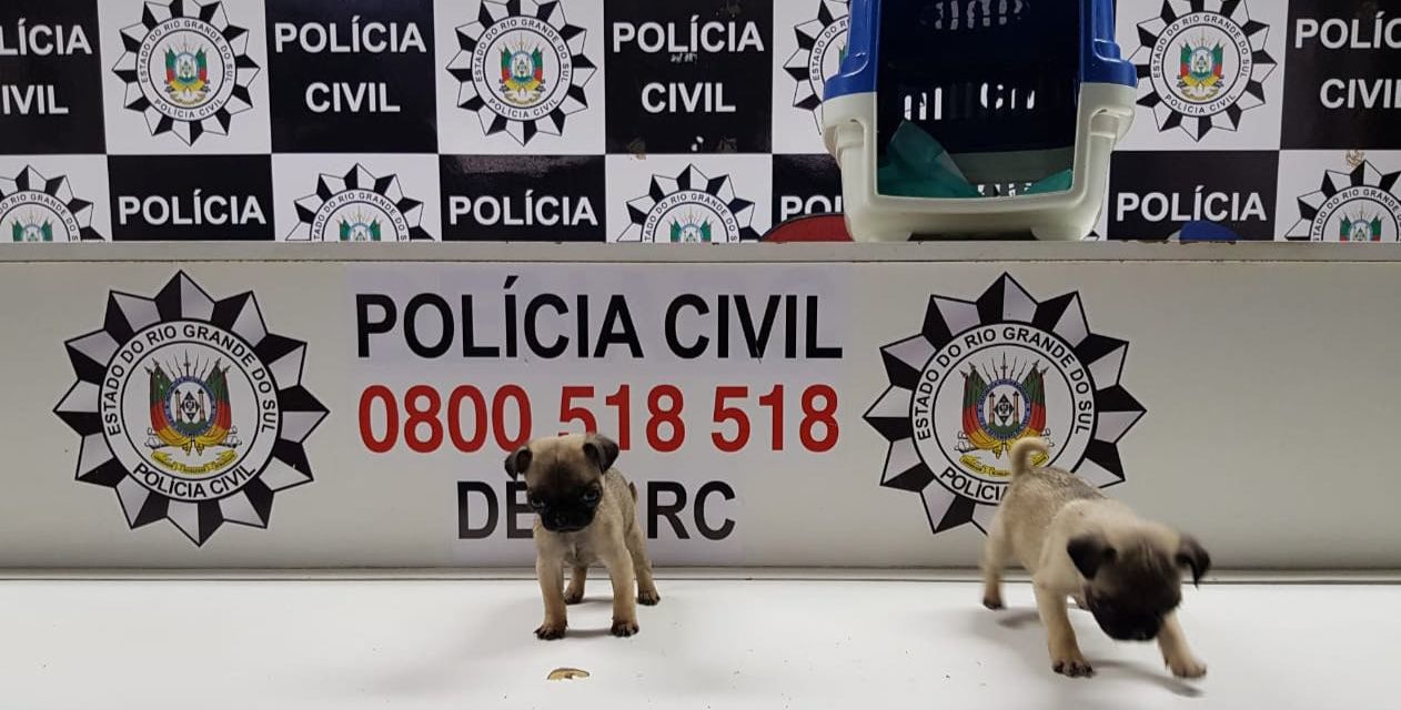 Polícia Civil recupera filhotes roubados na Capital
