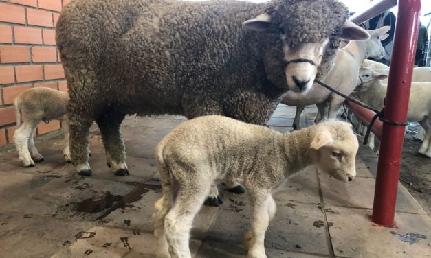 41ª Expointer tem início no sábado