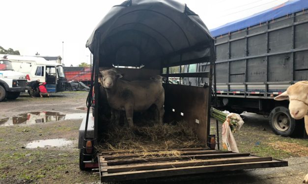 Produtores abastecem Expointer com animais