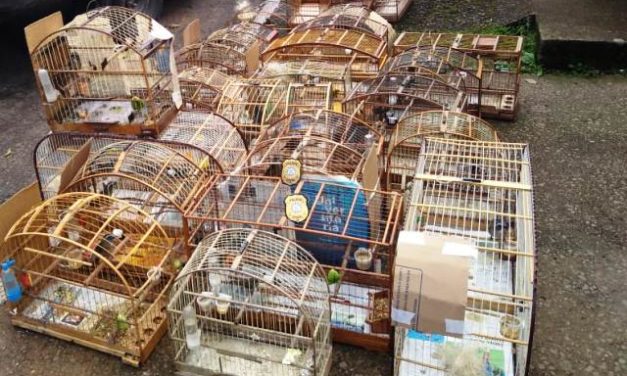 Delegacia do Meio Ambiente apreende pássaros silvestres que seriam vendidos de forma clandestina