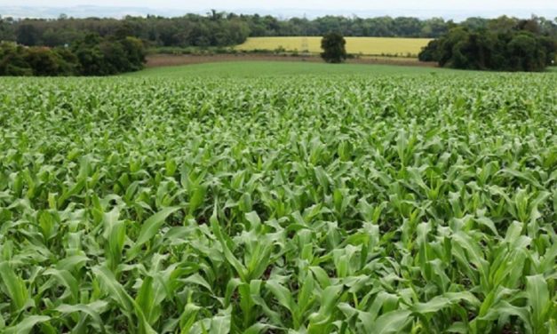 Semeadura do milho chega aos 50% da área prevista no Rio Grande do Sul