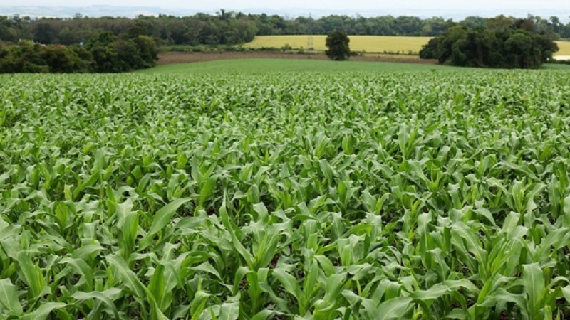Semeadura do milho chega aos 50% da área prevista no Rio Grande do Sul