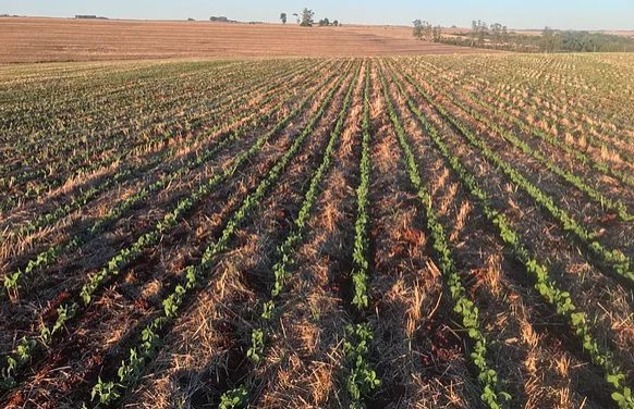 Rio Grande do Sul deve iniciar plantio da soja nesta semana