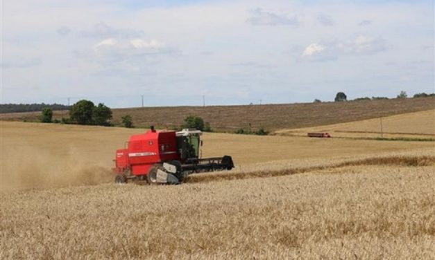 Setor estima que safra de trigo terá produção de 2.060.114 de toneladas