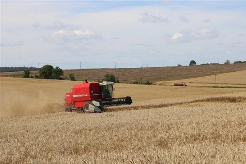 Setor estima que safra de trigo terá produção de 2.060.114 de toneladas
