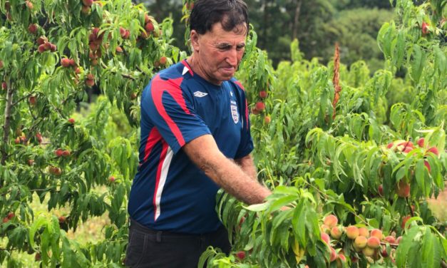 Pêssego tem aumento de produção na próxima safra