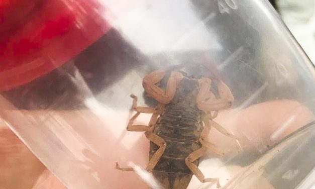 Prefeitura de Porto Alegre orienta população sobre o escorpião amarelo