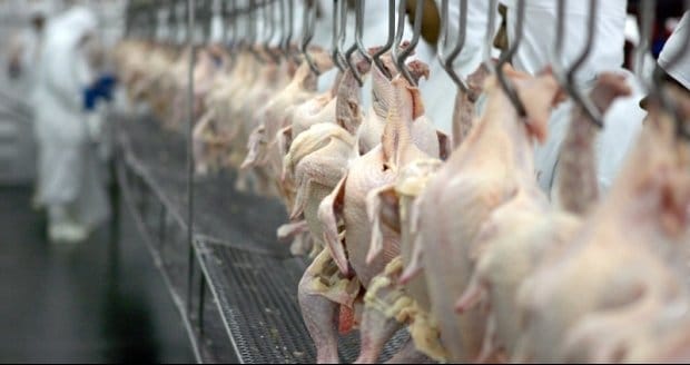 Novas habilitações para o México tendem aumentar exportações de frango em 2019