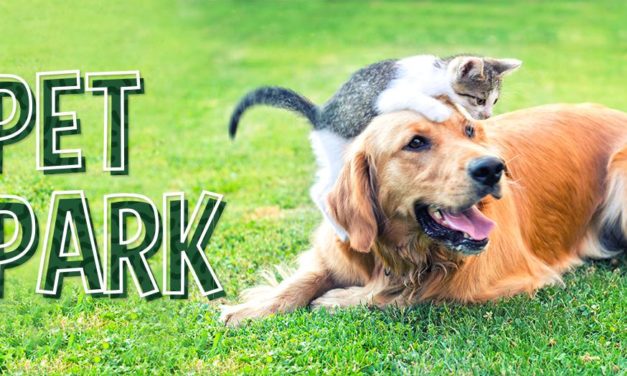 Encontro de pets será realizado no dia 8 em shopping da Capital