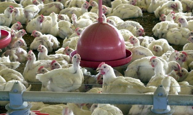 BRF recolhe carne de frango por risco de contaminação por salmonella