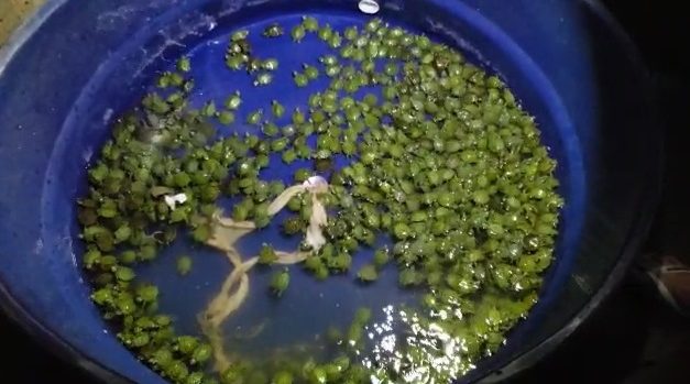 PRF prende homem com mais de 800 filhotes de tartaruga em Eldorado do Sul