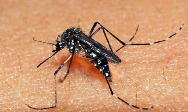 Confirmado o primeiro caso de Zika Vírus adquirido em solo gaúcho desde 2016
