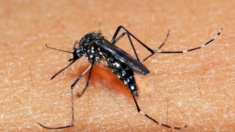 Rio Grande do Sul registra 24 casos de Dengue em 2019