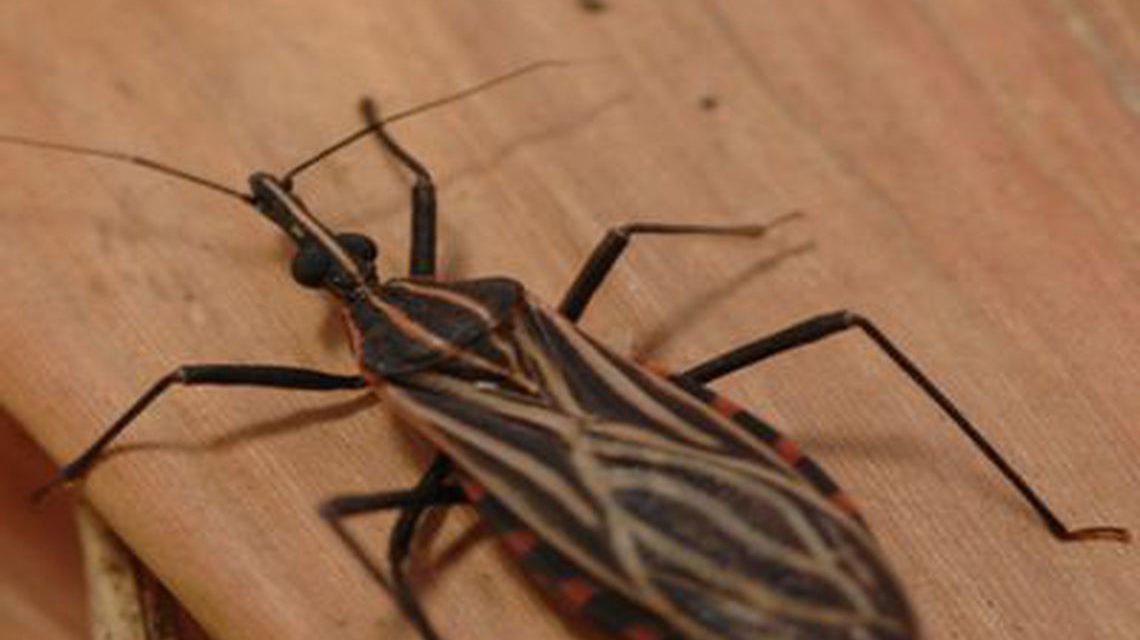 Combate à doença de Chagas terá investimento de US$ 20 milhões