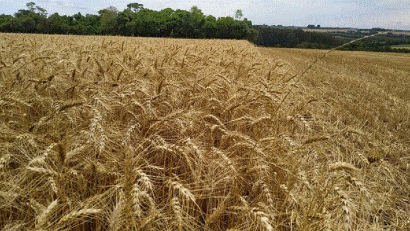 Estado finaliza uma das cinco maiores colheitas de trigo em volume