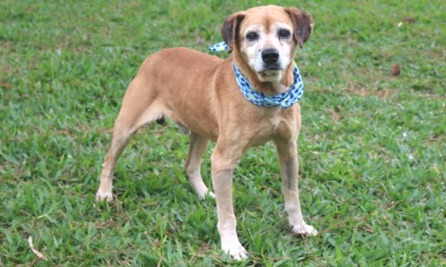 Dicas de cuidados com pets e uso de áreas verdes