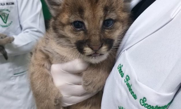 Filhotes de Puma resgatados recebem cuidados no norte do Estado