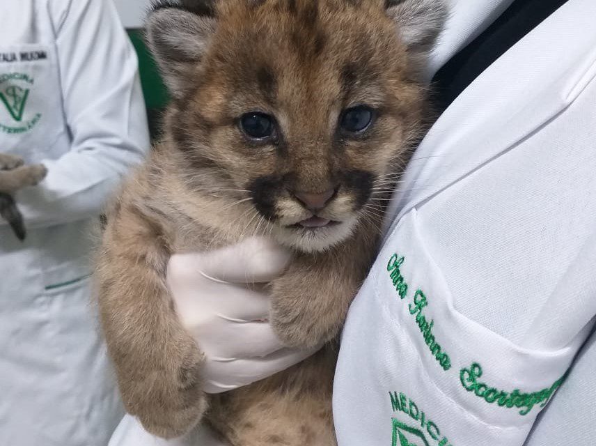 Filhotes de Puma resgatados recebem cuidados no norte do Estado