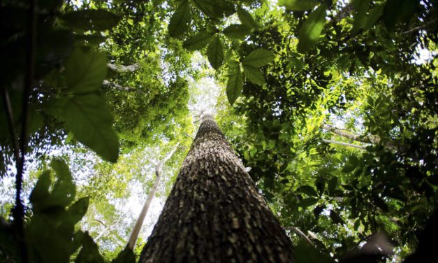 Maioria dos brasileiros está insatisfeita com preservação da Amazônia