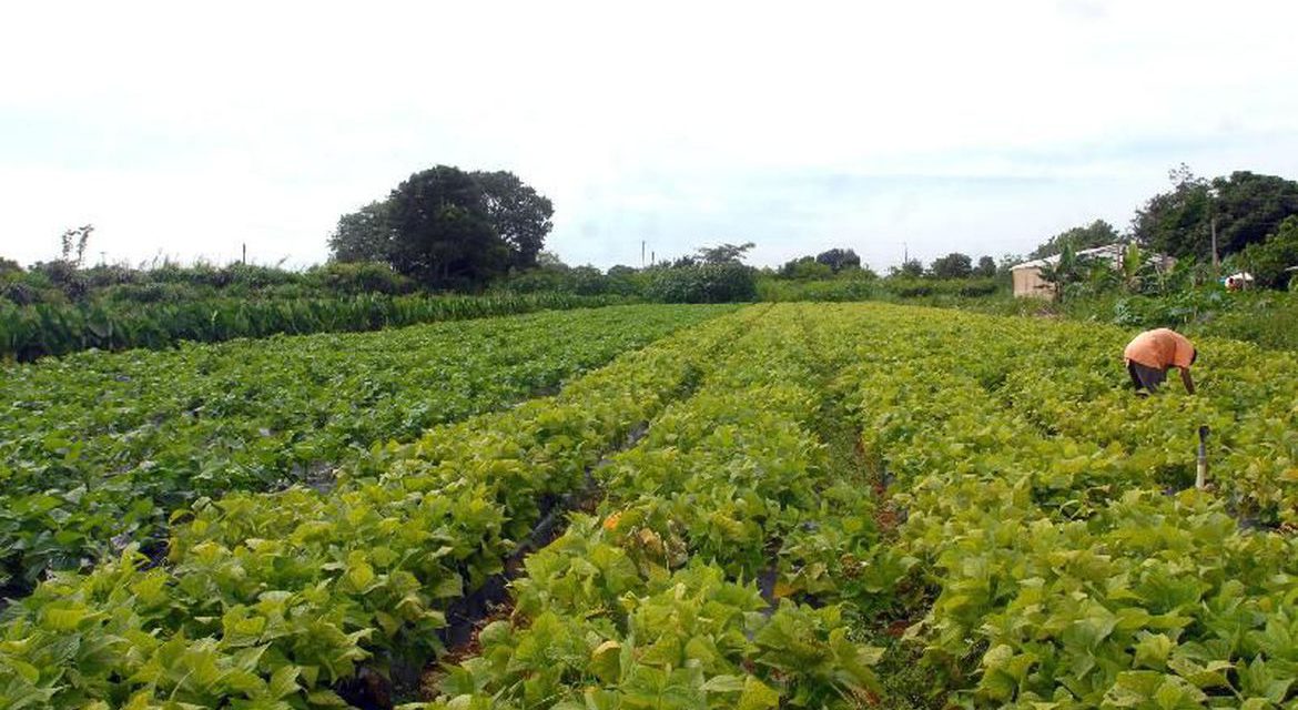 Banco do Brasil reforça linhas de crédito rural com R$ 1 bilhão