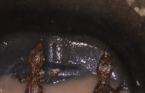 Quatro homens são presos pela BM com armas, drogas, filhotes de jacaré e canarinho em Canela