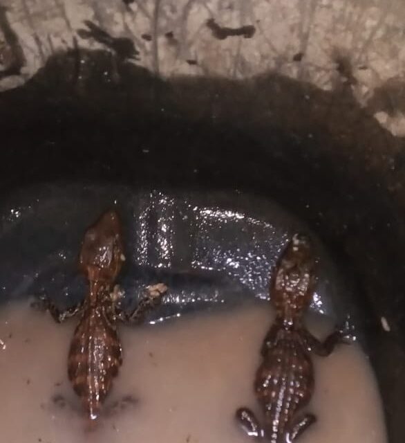 Quatro homens são presos pela BM com armas, drogas, filhotes de jacaré e canarinho em Canela