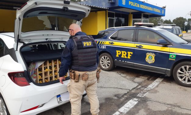PRF prende motorista que transportava ilegalmente 24 pássaros silvestres em Pelotas
