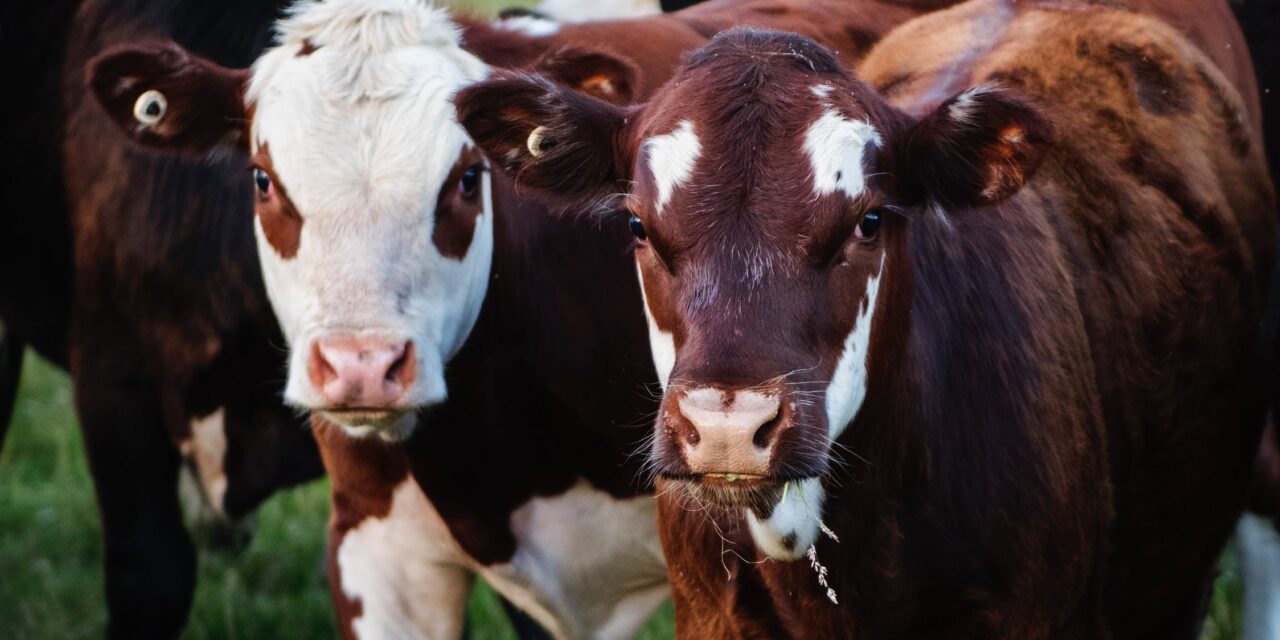 44ª Expointer terá mais de 4 mil animais no parque Assis Brasil