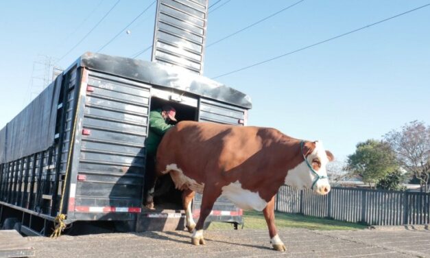 Bovinos de raças com maior número de animais são destaque na 44ª Expointer