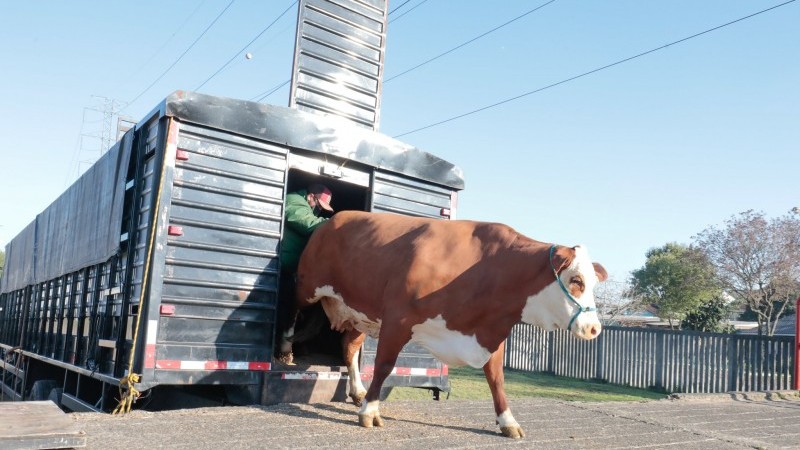 Bovinos de raças com maior número de animais são destaque na 44ª Expointer