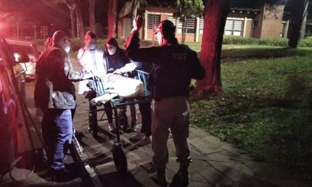 Puma ferido é resgatado em Vacaria após atropelamento
