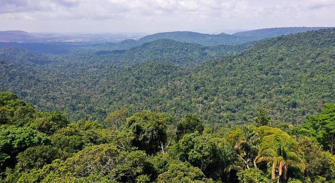 Petrobras e BNDES vão ampliar investimentos em restauração florestal