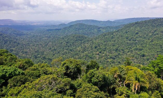 Petrobras e BNDES vão ampliar investimentos em restauração florestal