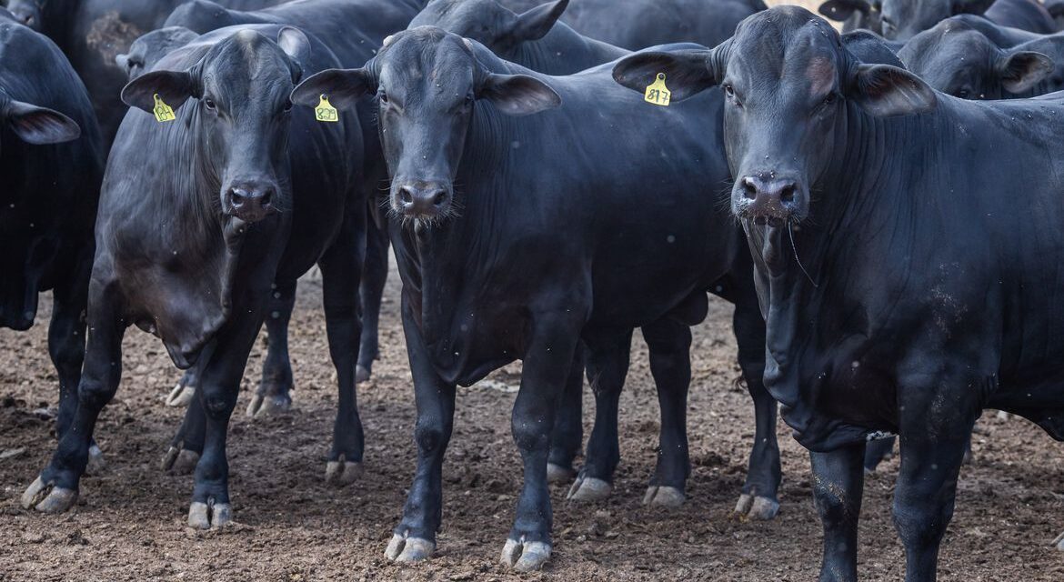 BNDES amplia exigências sociambientais para abate de bovinos