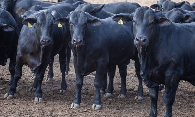 BNDES amplia exigências sociambientais para abate de bovinos