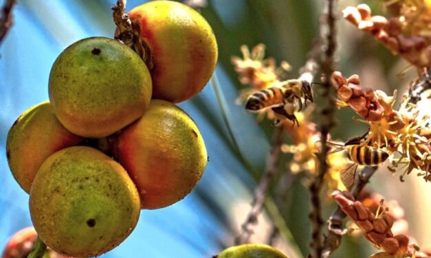 Pesquisa demonstra potencialidades da produção de butiá no Rio Grande do Sul