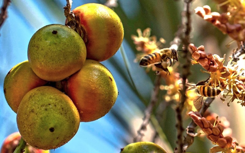 Pesquisa demonstra potencialidades da produção de butiá no Rio Grande do Sul