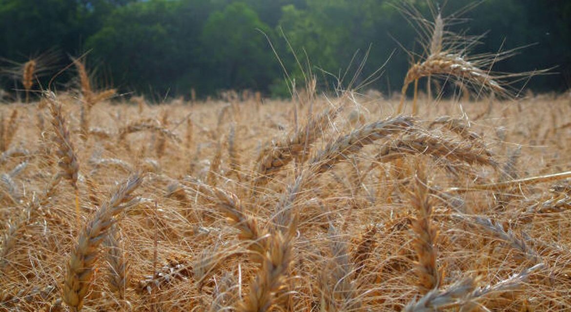 Fertilizante ecológico pode reduzir dependência de importação