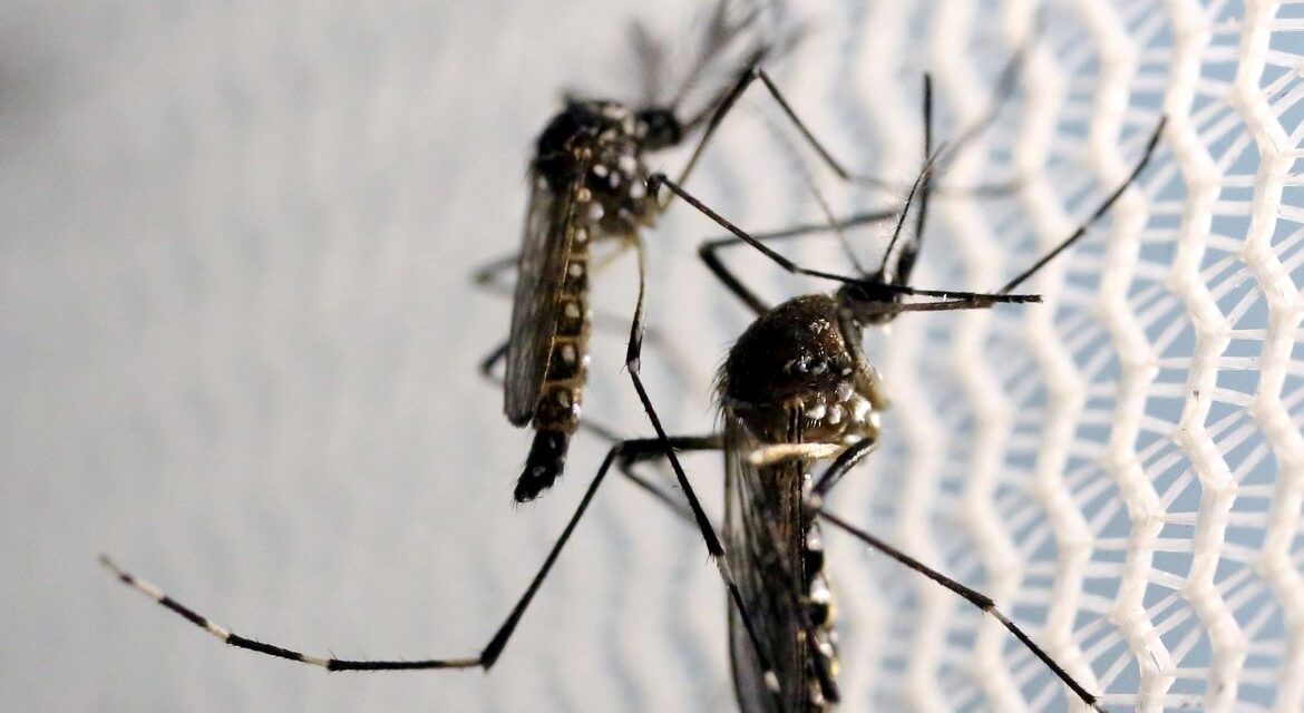 Mais de 500 mortes por dengue no Brasil em 2022