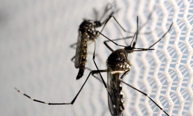 Mais de 500 mortes por dengue no Brasil em 2022