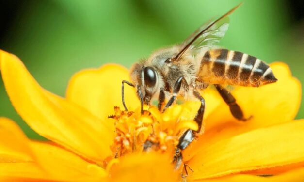 Mais de 3 milhões de abelhas são encontradas mortas no RS