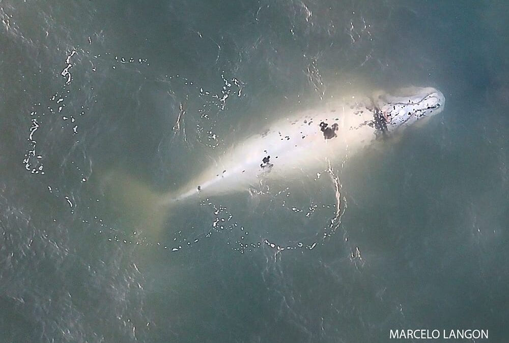 Filhote raro albino de baleia franca é avistado no litoral norte gaúcho