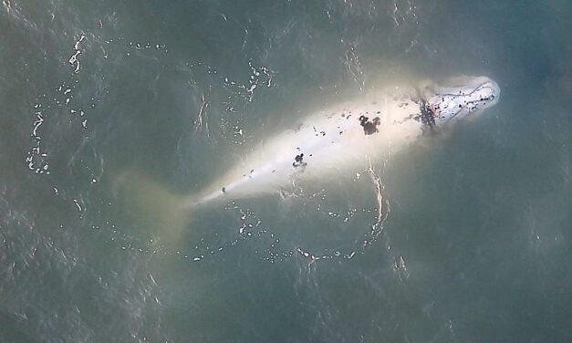 Filhote raro albino de baleia franca é avistado no litoral norte gaúcho