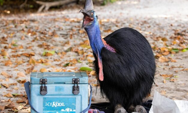 O tchauzinho do Guaxinim, o cavalo alado e DR entre pinguins. Concurso elege a foto mais engraçada do mundo animal