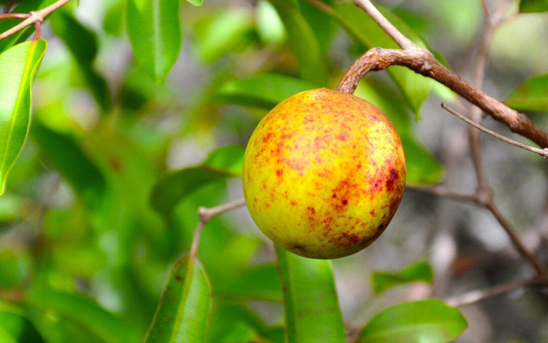 Cientistas criam xampu mais saudável e sustentável a partir de planta nativa brasileira