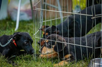 Usav realiza feira de adoção de animais neste sábado