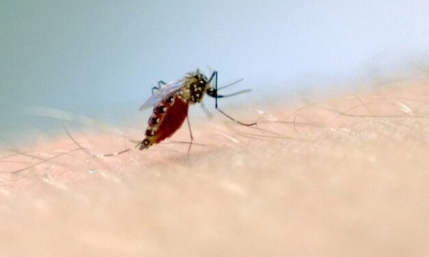 Idosos são as maiores vítimas da dengue no estado