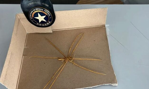 Receita Federal apreende espécie de aranha-do-mar enviada pelo correio no RS