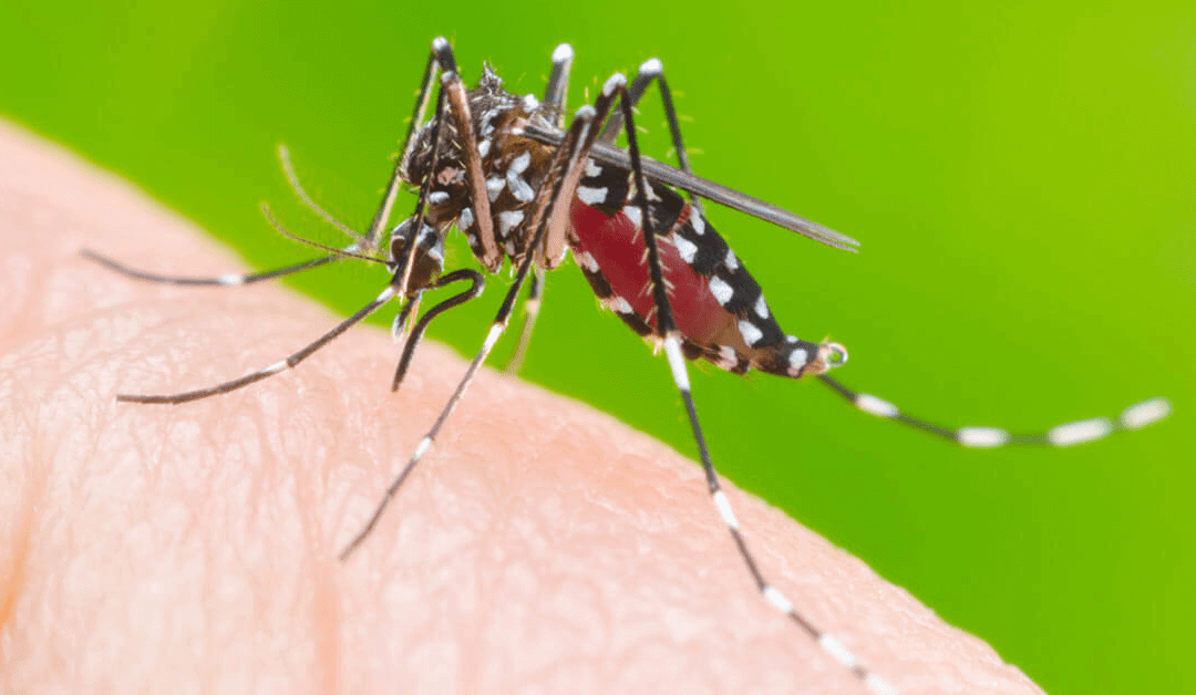 Dengue: boletim registra 3.218 casos em Porto Alegre neste ano