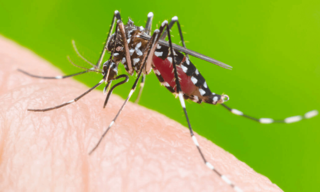 Dengue: Rio Grande do Sul registra mais 3 mortes pela doença